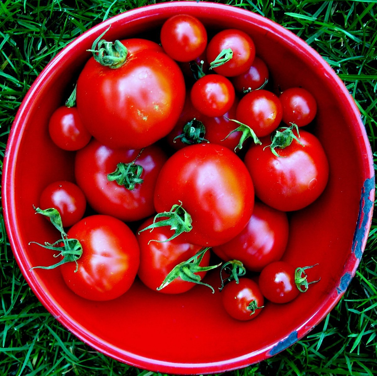 Jacki Dougan tomato in square
