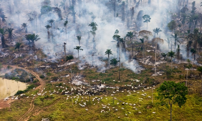 Brazíliai őserdők pusztítása