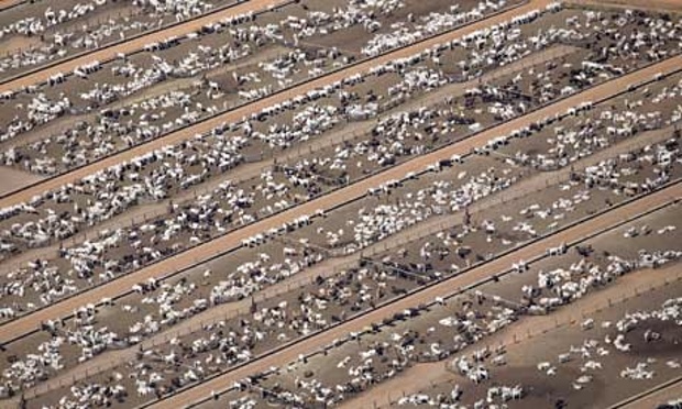 a-cattle-farm-at-Estancia-002